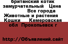 британский котик замурчательный › Цена ­ 12 000 - Все города Животные и растения » Кошки   . Кемеровская обл.,Прокопьевск г.